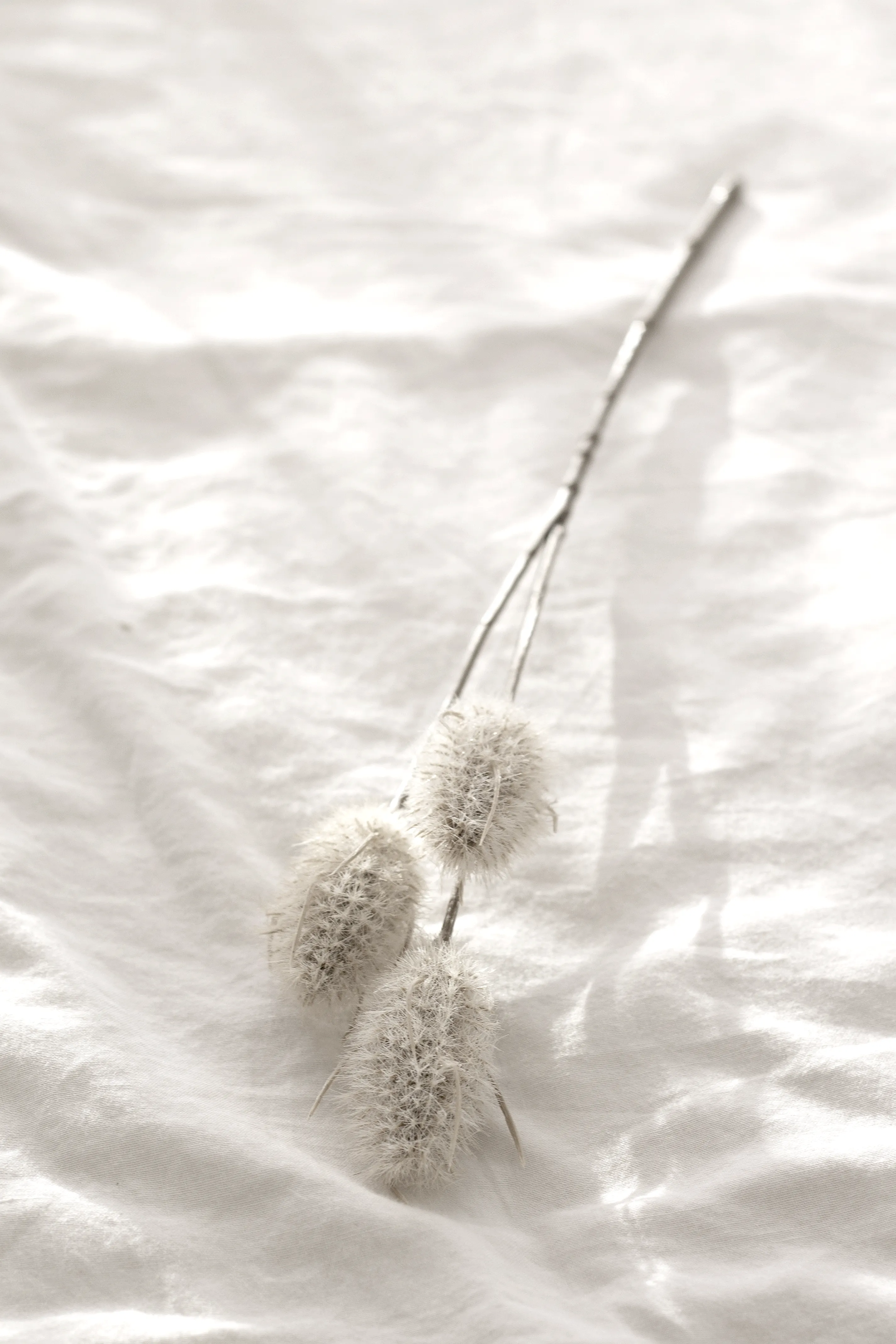 Bunny Tail Pick 35cm