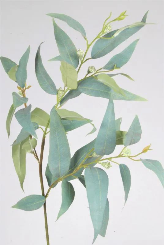 Fruiting Gum Branch